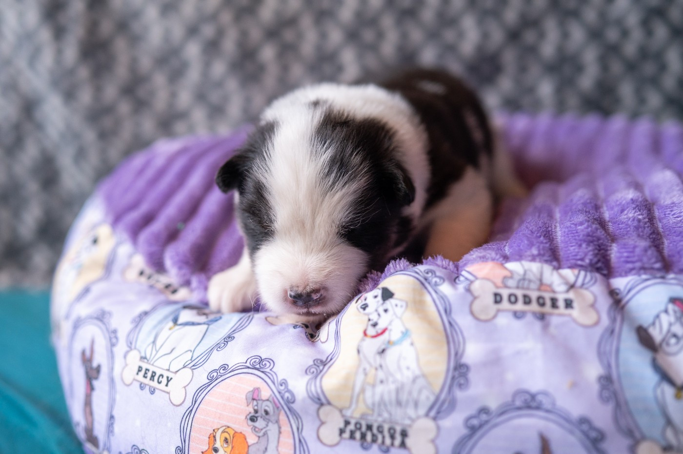 Maho No Tsuki - Chiots disponibles - Laika de iakoutie