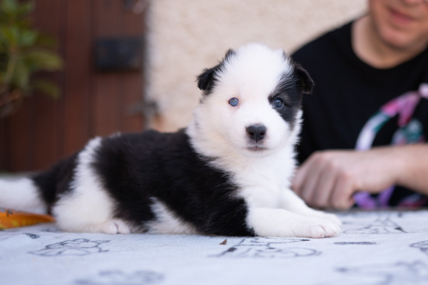 Maho No Tsuki - Chiots disponibles - Laika de iakoutie