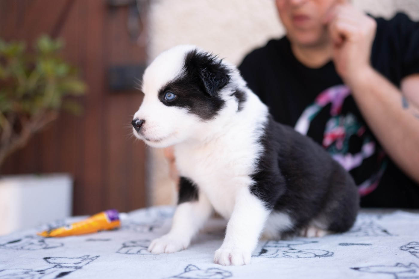 Maho No Tsuki - Chiots disponibles - Laika de iakoutie