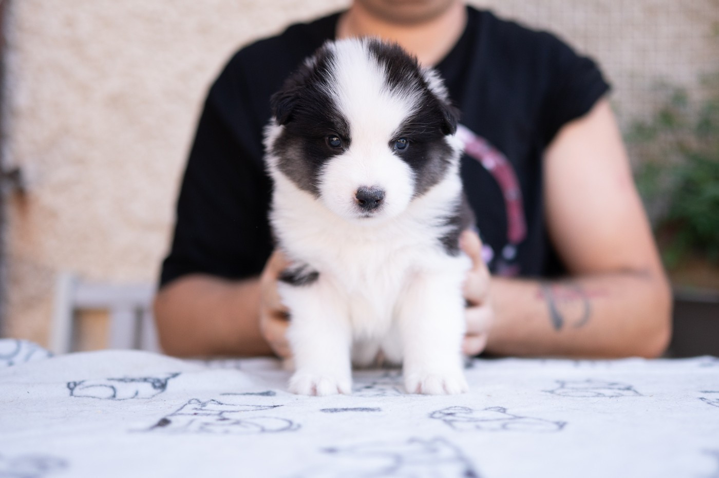 Maho No Tsuki - Chiots disponibles - Laika de iakoutie