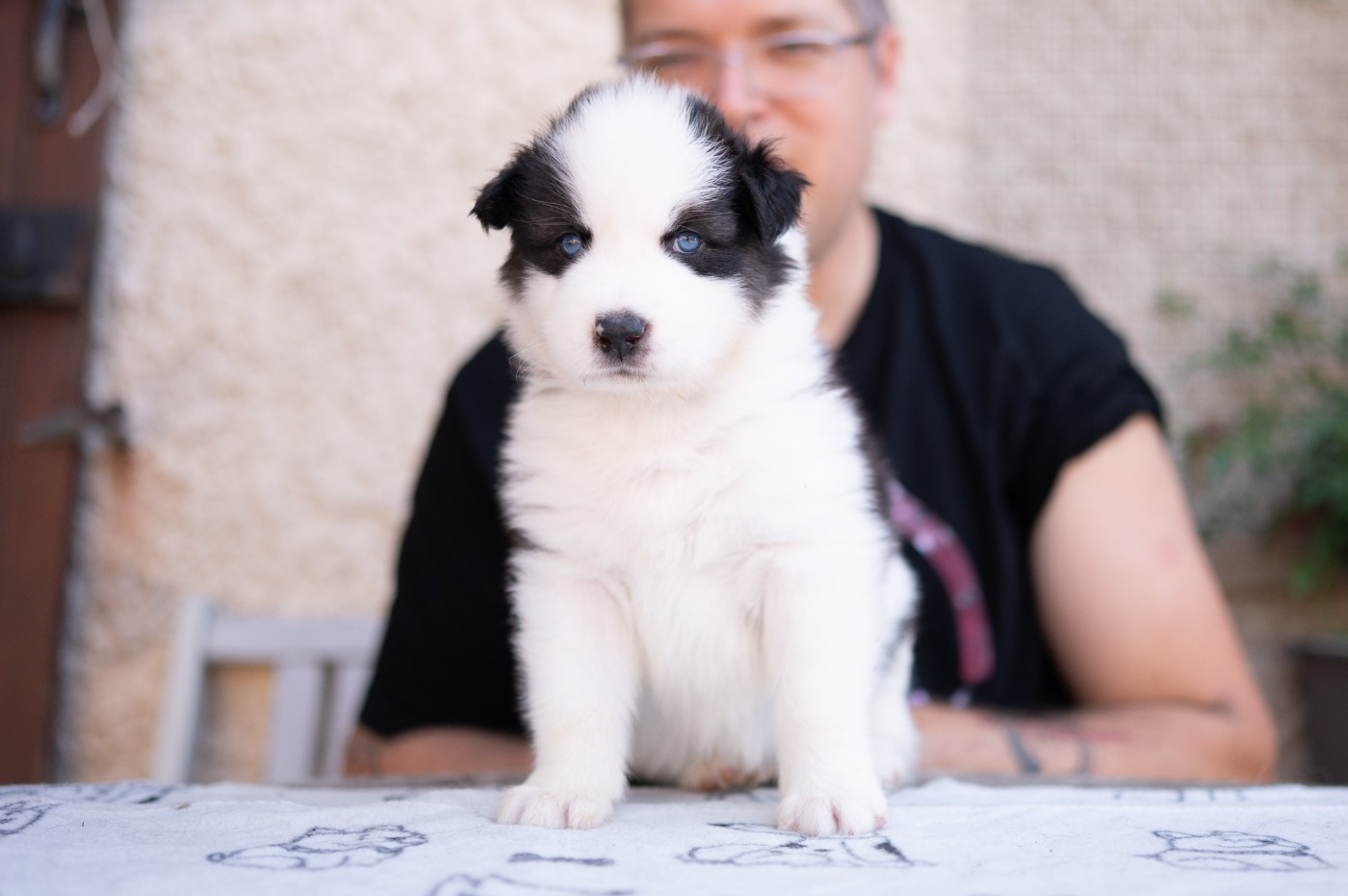 Maho No Tsuki - Chiots disponibles - Laika de iakoutie