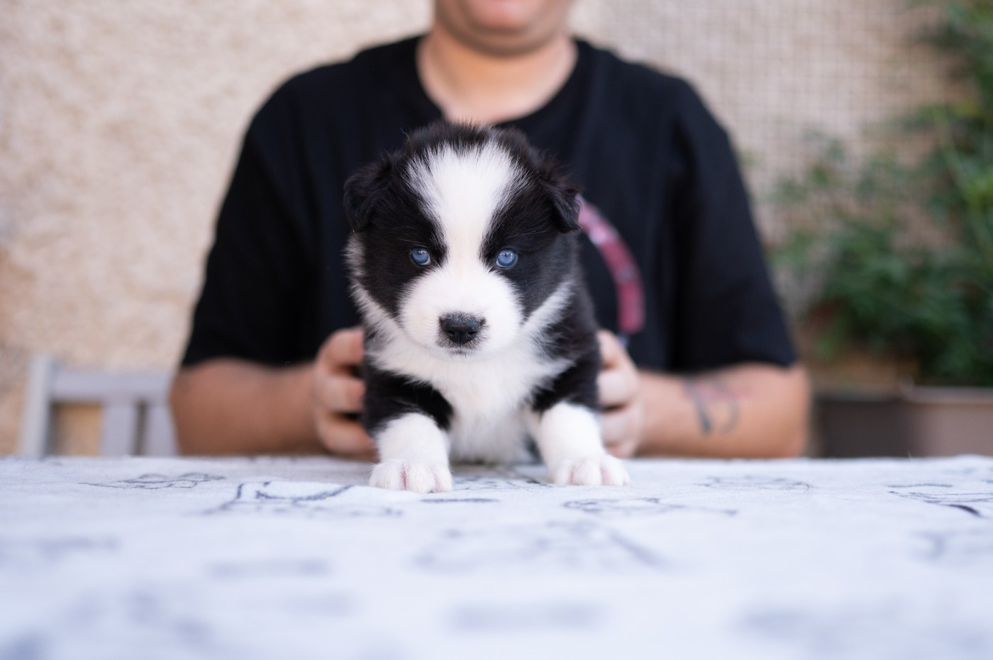 Maho No Tsuki - Chiots disponibles - Laika de iakoutie