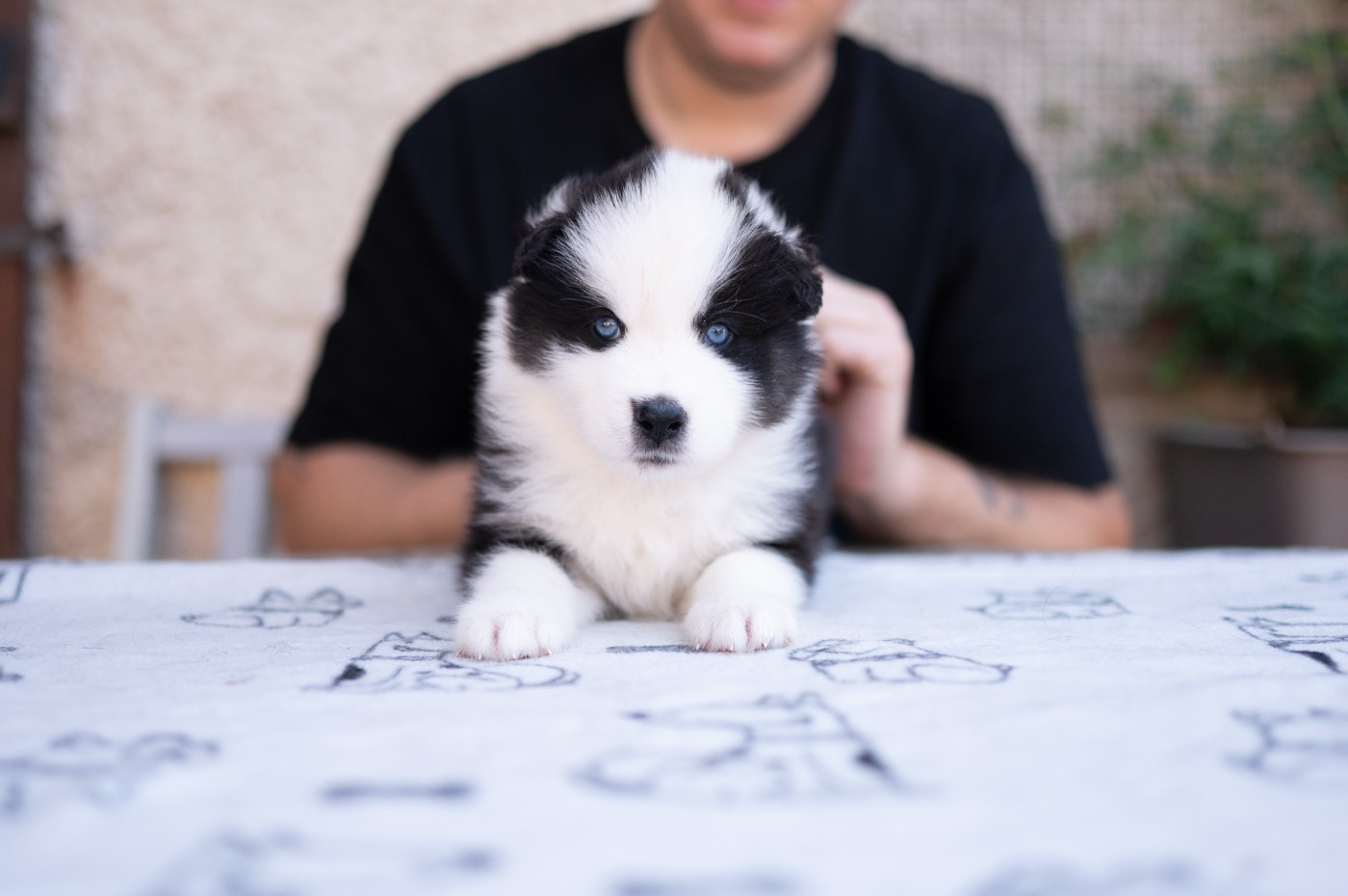 Maho No Tsuki - Chiots disponibles - Laika de iakoutie