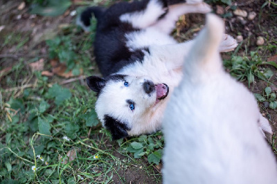 Taro