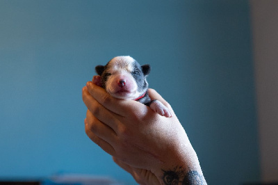 Ardent Feirge's Call