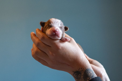 Ardent Deigh's Ember