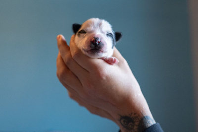 Ardent Cath's Memory