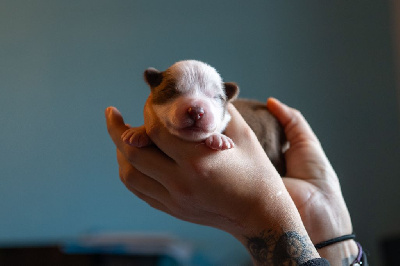 Ardent Aotrom's Roar