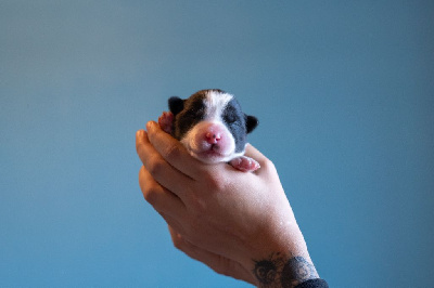 Ardent Sgaeyl's Shadow