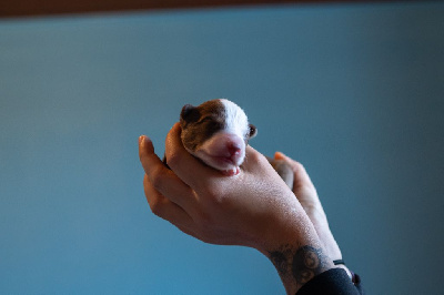 Ardent Cuir's Greenwind