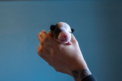 Ardent Teine's Guard