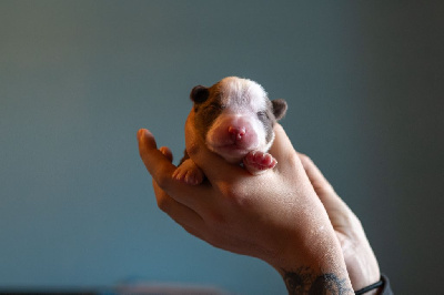 Ardent Aimsir's Vision