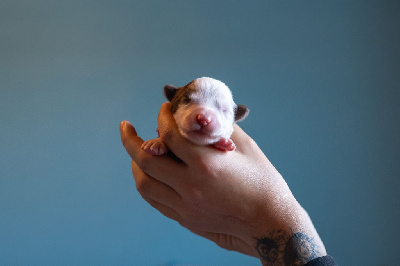 Ardent Andarna's Light