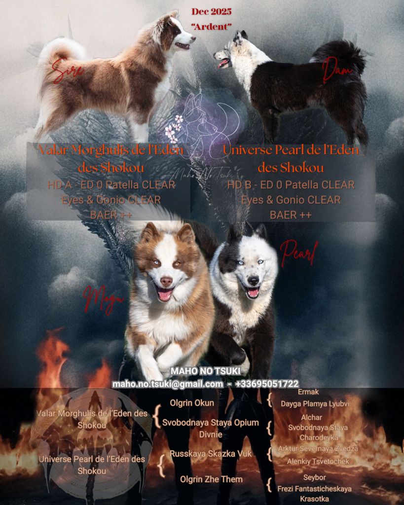 Chiot Laika de iakoutie Maho No Tsuki